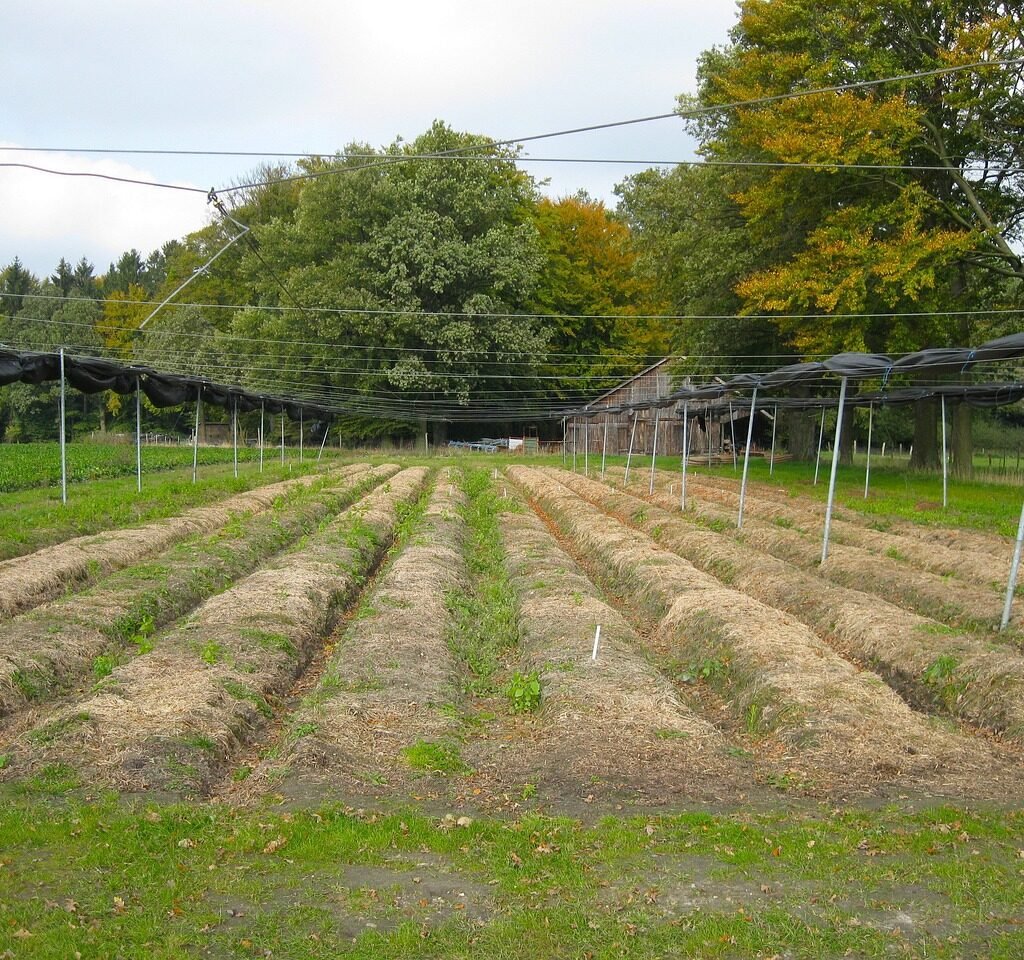 walsrode, germany, landscape, forest, trees, woods, sky, clouds, plot, flora, farm, agriculture, rural, nature, outside, field, garden, country, countryside, scenic, summer, spring, plot, plot, plot, plot, plot-92478.jpg